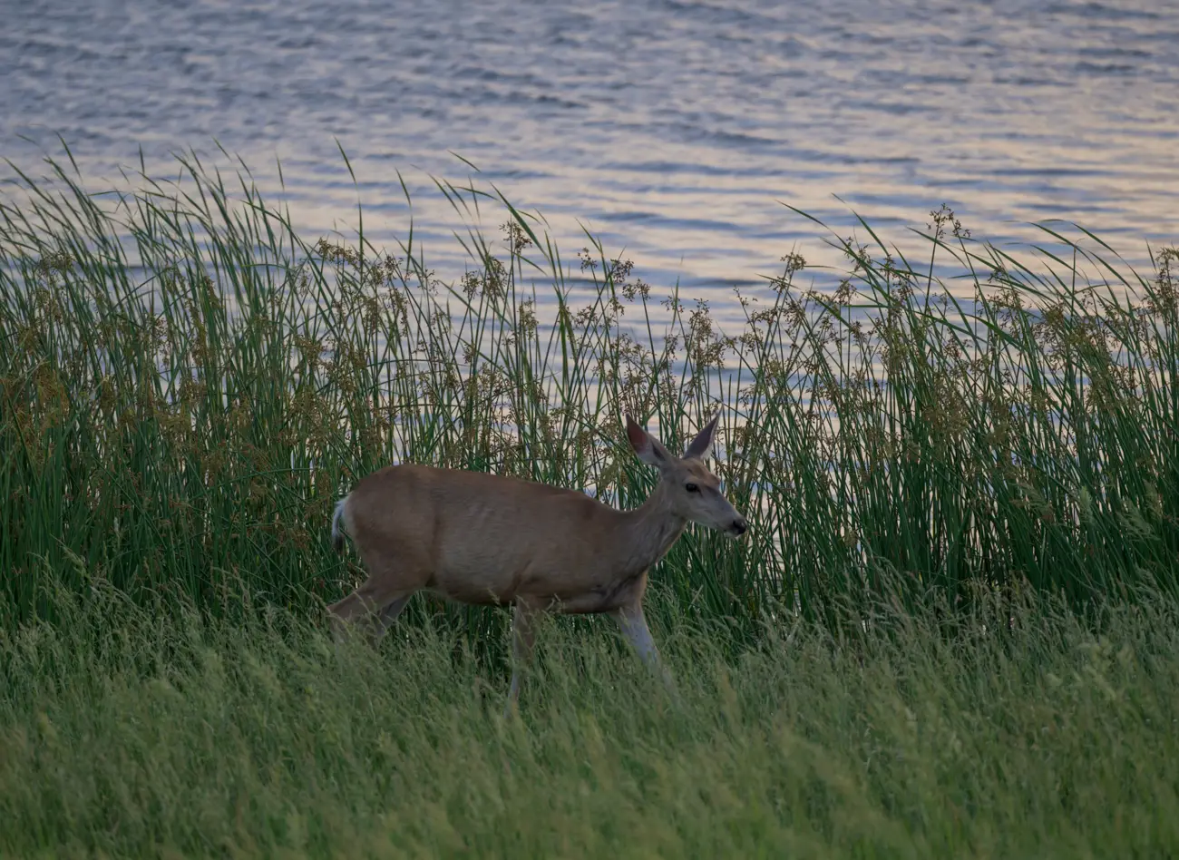 A mule deer doe standing in tall reeds at the water's edge, the lake surface turning pink behind her.