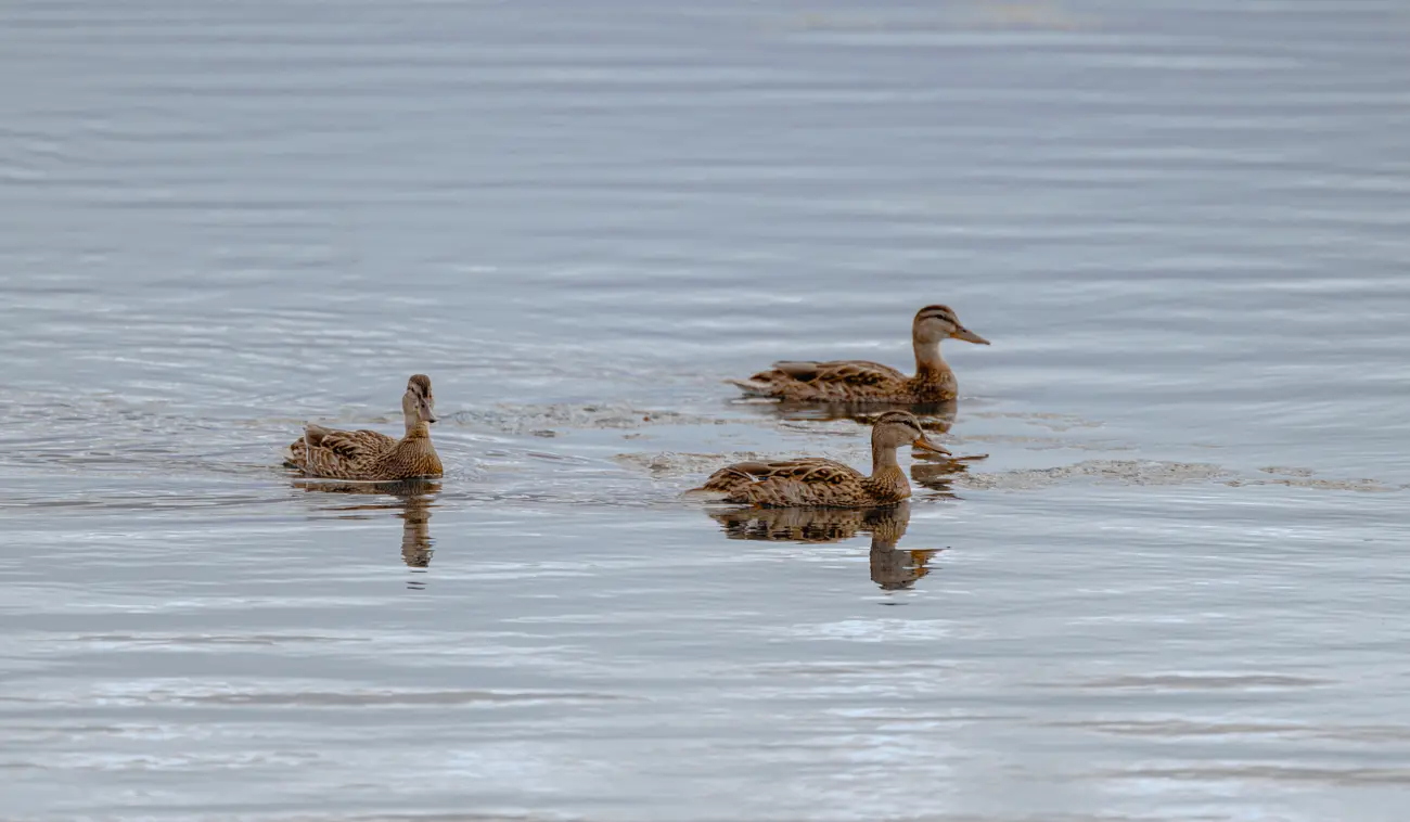 Three mallards swimming on open water.