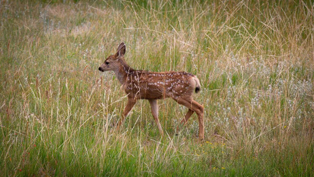 A spotted fawn standing in prairie grass.
